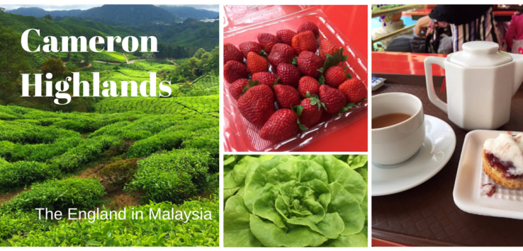 Cameron Highlands (1)